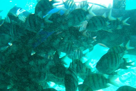 Fish swim by as we tour a St. Maarten reef in a semi-submarine